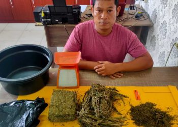 Pengedar Narkotika sejenis Ganja Di tangkap di Kecamatan Sei.apit