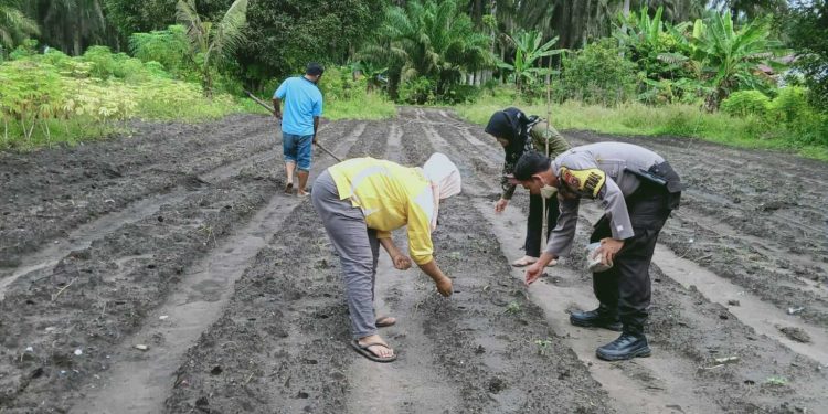 Untuk menjaga ketahanan pangan, Polsek Lubuk Dalam Melaksanakan kegiatan menanam sayauran