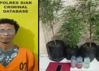 Simpan 4 Pohon Diduga Tanaman Ganja, Seorang Pria Warga Kecamatan Kandis Diamankan Satres Narkoba Polres Siak