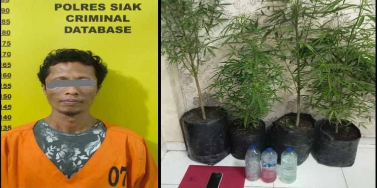 Simpan 4 Pohon Diduga Tanaman Ganja, Seorang Pria Warga Kecamatan Kandis Diamankan Satres Narkoba Polres Siak