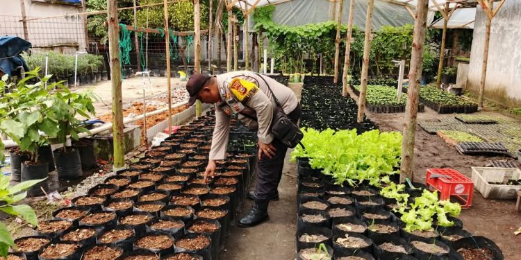 Bhabinkamtibmas Polsek Tualang Cek Lokasi Pemanfaatan Lahan Pekarangan Rumah untuk Ketahanan Pangan Nasional
