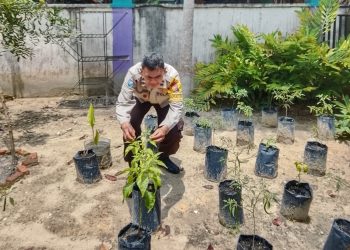 Manfaatkan Halaman Belakang Kantor Desa Maredan Barat. Bhabinkamtibmas Dan Kepala Desa Tanam Cabai Dalam Rangka Ketahanan Pangan