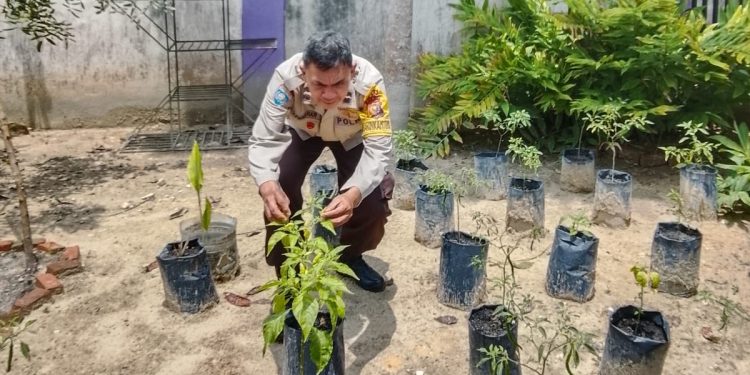 Manfaatkan Halaman Belakang Kantor Desa Maredan Barat. Bhabinkamtibmas Dan Kepala Desa Tanam Cabai Dalam Rangka Ketahanan Pangan