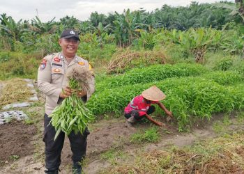 Bhabinkamtibmas dan Warga Di Kampung Pinang Sebatang Timur Panen Kangkung Dukung Ketahanan Pangan