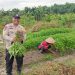 Bhabinkamtibmas dan Warga Di Kampung Pinang Sebatang Timur Panen Kangkung Dukung Ketahanan Pangan