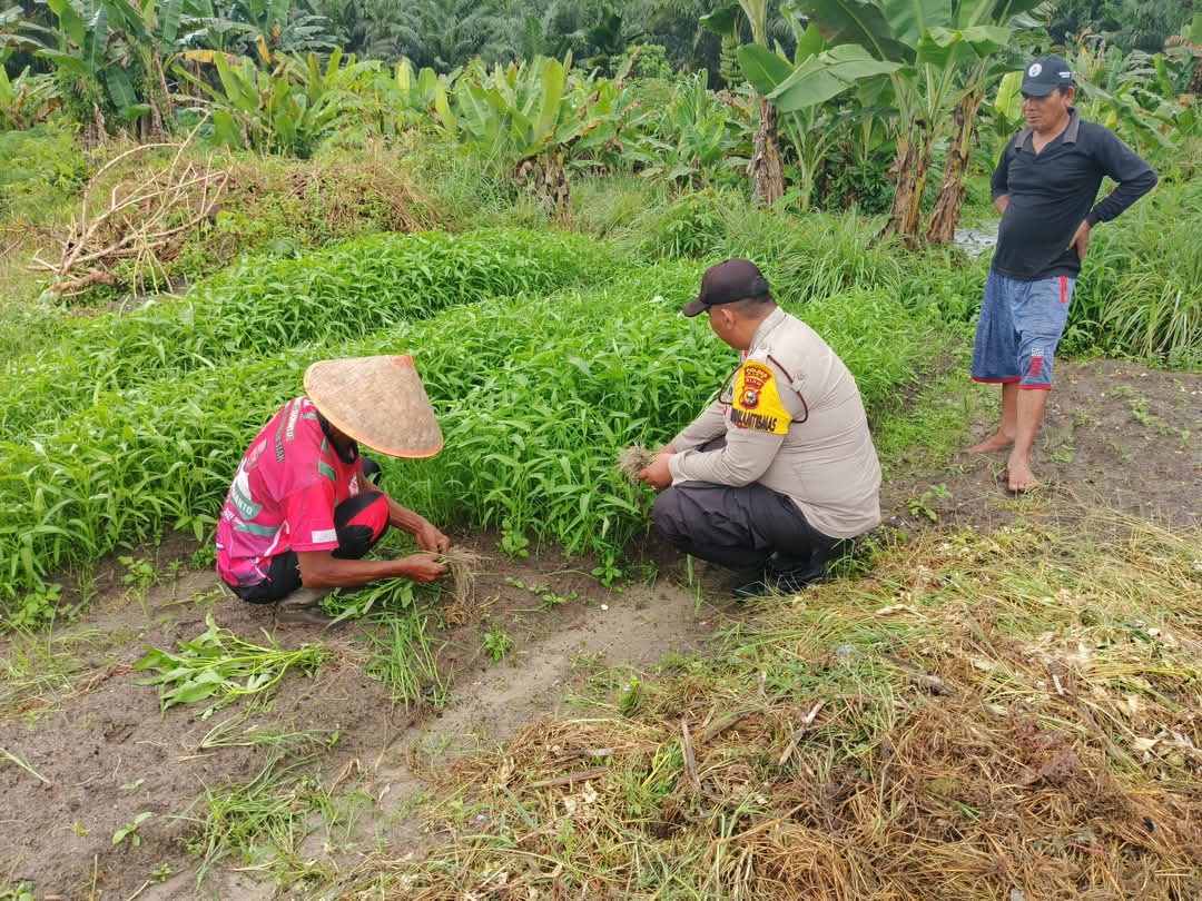 Bhabinkamtibmas dan Warga Di Kampung Pinang Sebatang Timur Panen Kangkung Dukung Ketahanan Pangan
