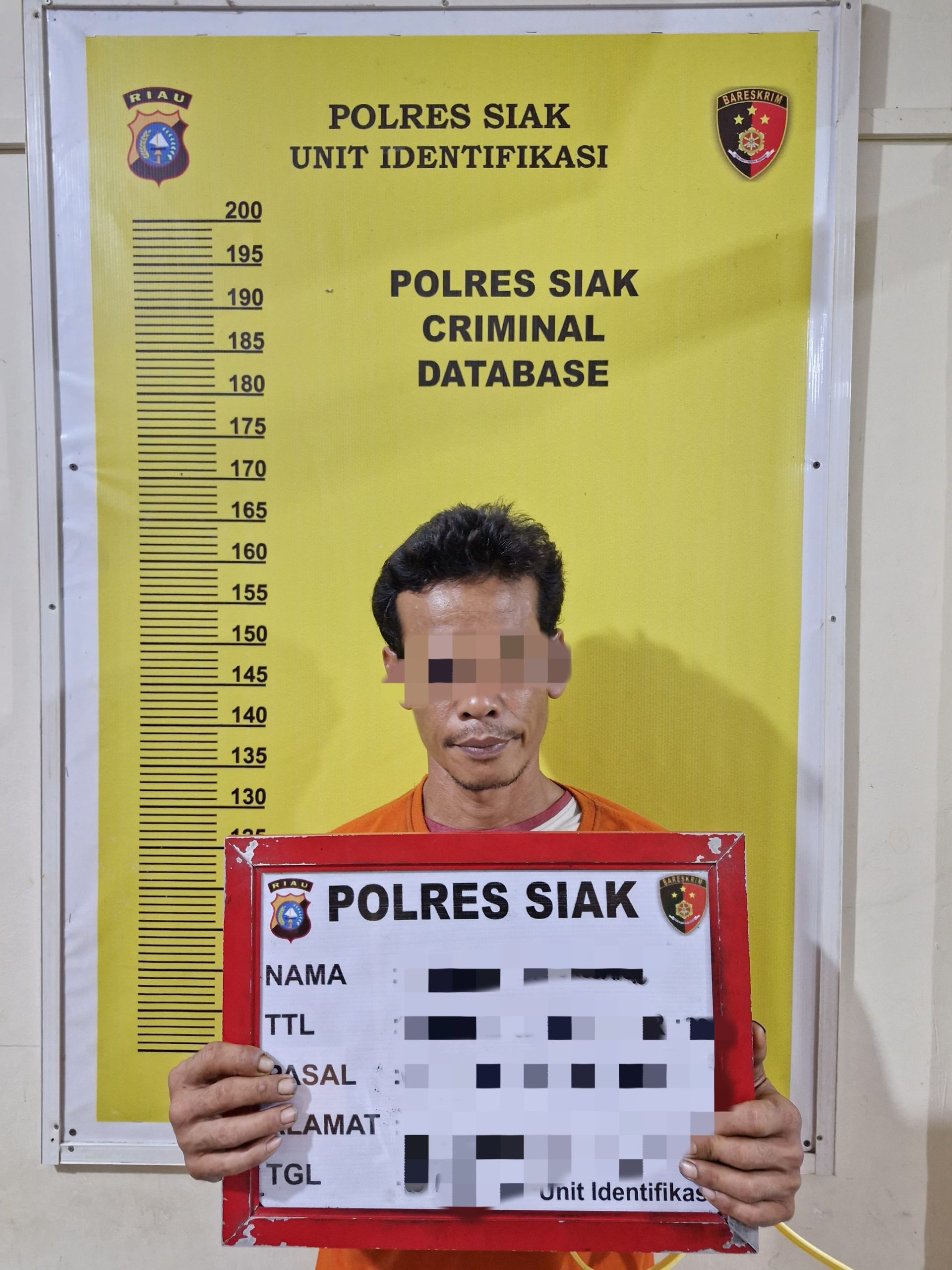 Tiga Pelaku Kasus Narkotika Jenis Daun Ganja Diciduk Oleh Sat Narkoba Polres Siak