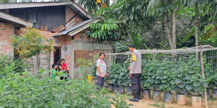 Bhabinkamtibmas Polsek Tualang Cek Lokasi Pemanfaatan Lahan Pekarangan Rumah Untuk Ketahanan Pangan Nasional