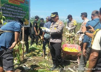 Kapolsek Kandis Hadiri Panen Jagung Di KPAK Sam-Sam, Dukung Ketahanan Pangan Nasional