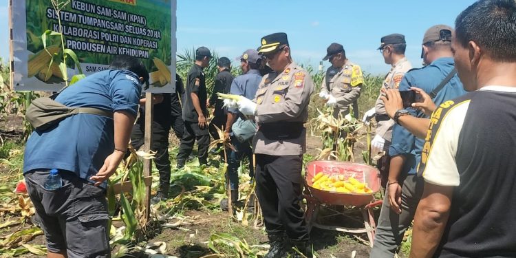 Kapolsek Kandis Hadiri Panen Jagung Di KPAK Sam-Sam, Dukung Ketahanan Pangan Nasional
