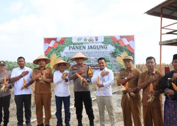Dukung Swasembada Pangan, Kapolres Siak Hadiri Panen Jagung Di Lahan PTPN IV Regional III Lubuk Dalam