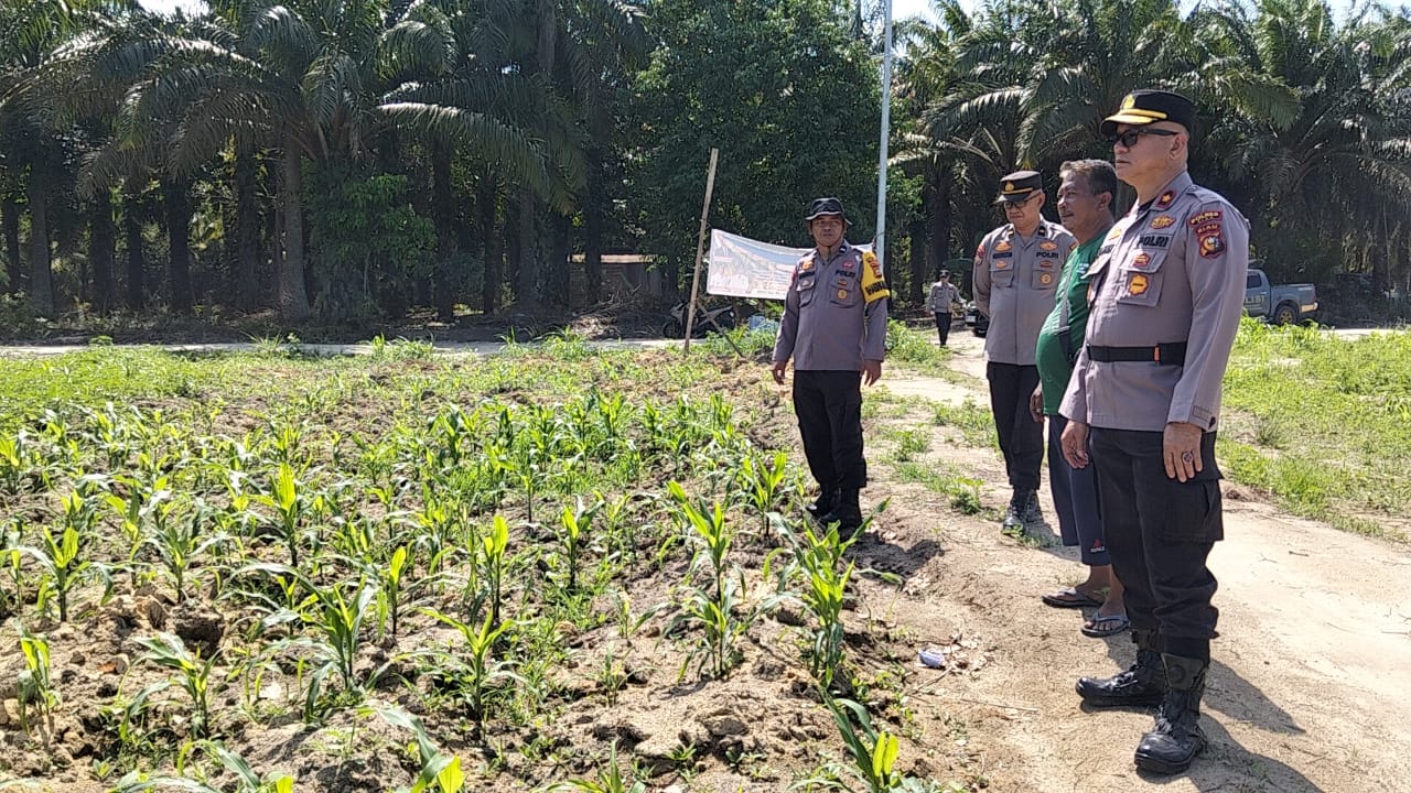 Kapolsek Kandis Tinjau Perkembangan Tanaman Jagung, Komitmen Polri Dukung Ketahanan Pangan Terus Berlanjut