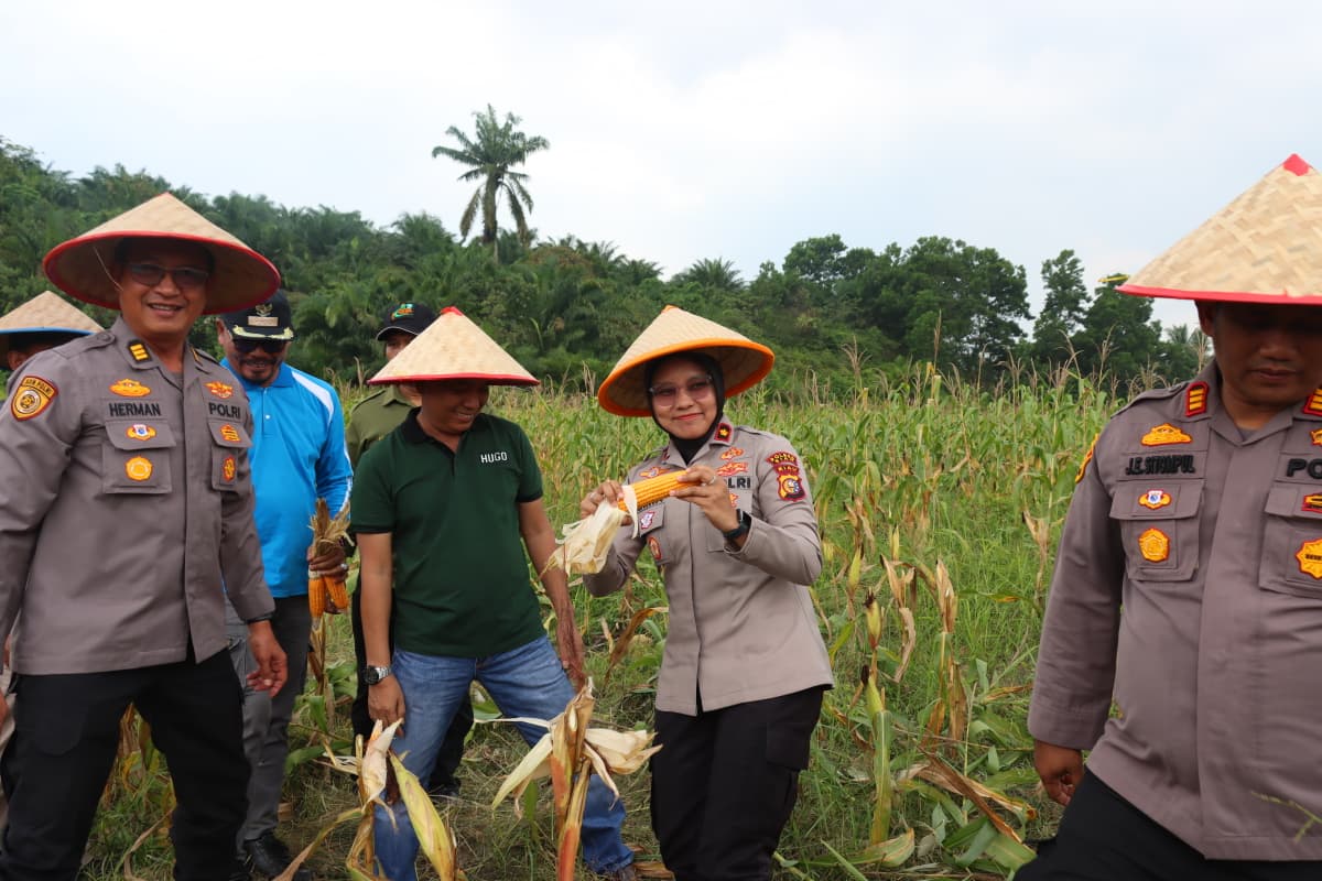 Polres Siak Ikuti Panen Raya Jagung Serentak Kuartal III, Kapolri Tekankan Dukungan Ketahanan Pangan Nasional