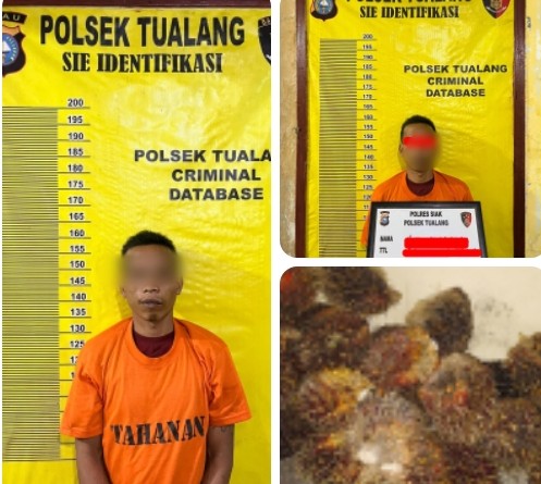 Polsek Tualang Ungkap Kasus Pencurian Sawit di Areal PT. SIR. 2 Pelaku DPO