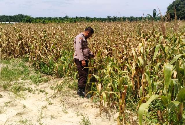 Polsek Kandis Gencarkan Monitoring Lahan Jagung Dukung Program Ketahanan Pangan Nasional