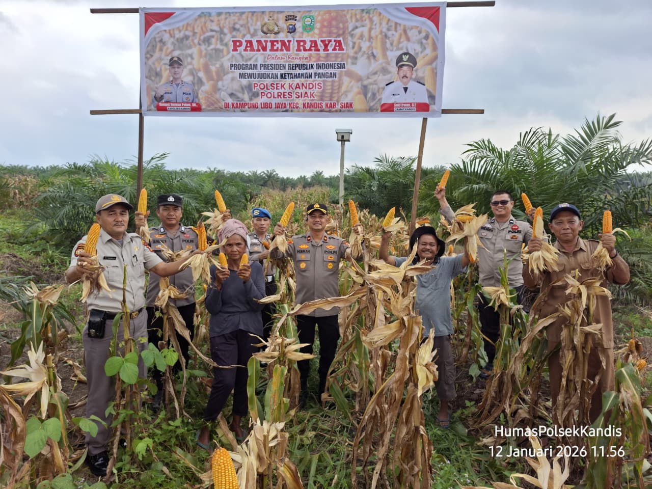 Panen Raya Jagung Polsek Kandis, Wujud Nyata Dukung Program Presiden Ketahanan Pangan