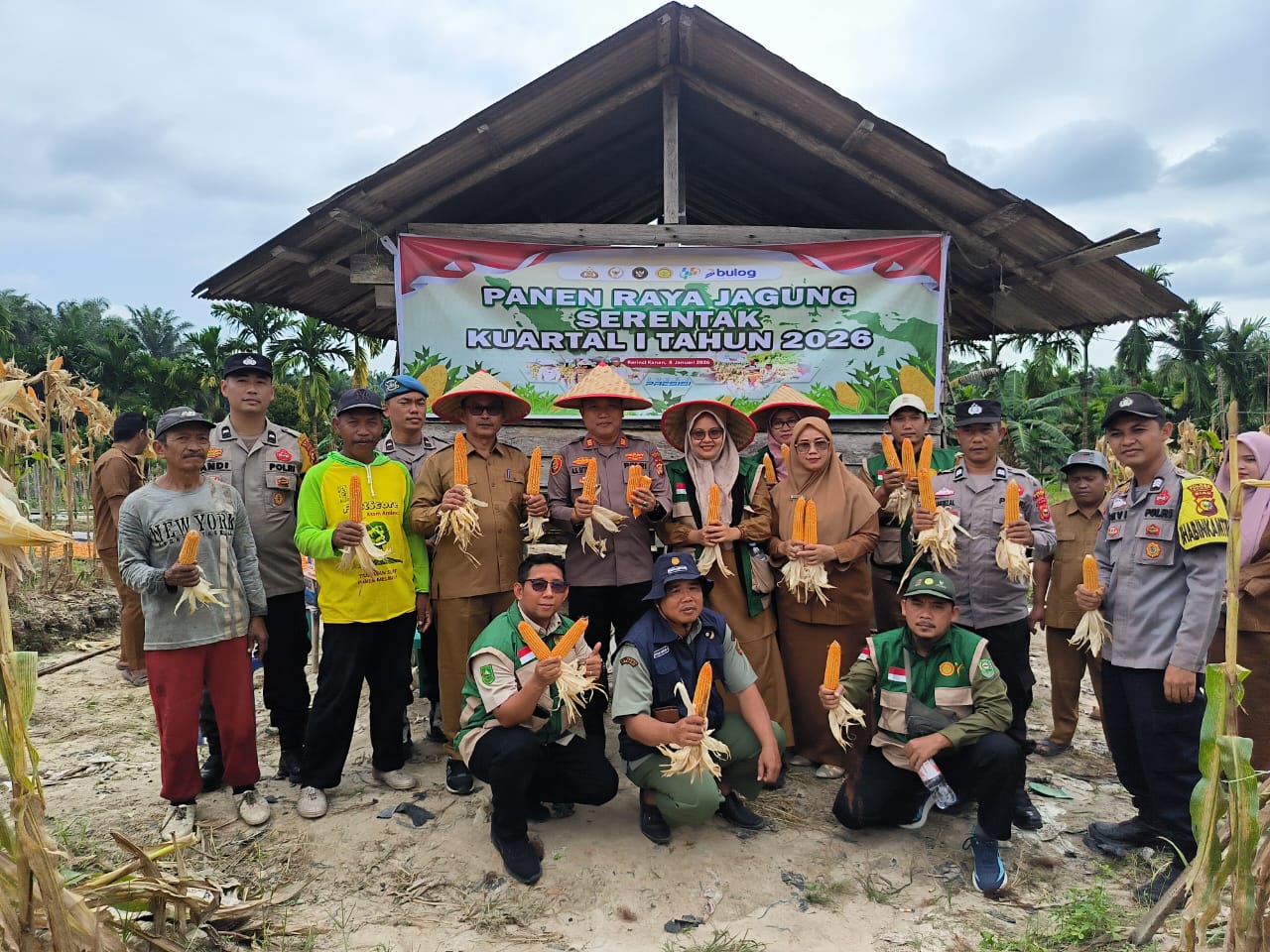 Polsek Kerinci Kanan Panen Raya Jagung, Dukung Swasembada Pangan di Kabupaten Siak