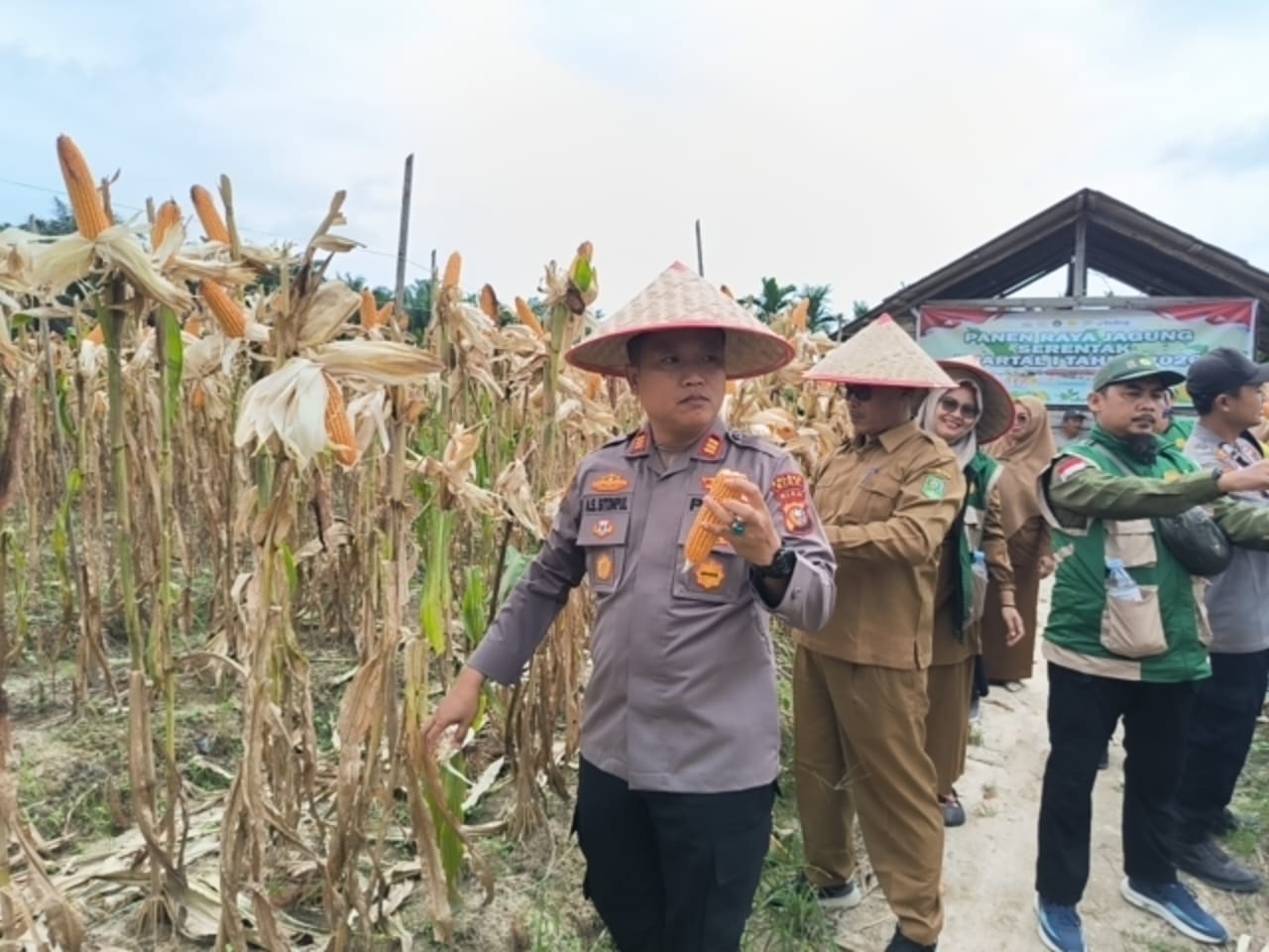 Polsek Kerinci Kanan Panen Raya Jagung, Dukung Swasembada Pangan di Kabupaten Siak