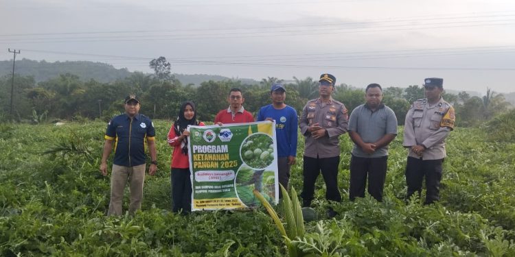 Kapolsek Tualang Panen Semangka Program KETAPANG Bersama Penghulu Perawang Barat