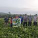 Kapolsek Tualang Panen Semangka Program KETAPANG Bersama Penghulu Perawang Barat