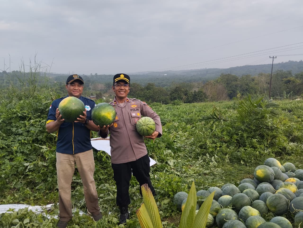 Kapolsek Tualang Panen Semangka Program KETAPANG Bersama Penghulu Perawang Barat