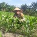 Polsek Koto Gasib Cek Perkembangan Jagung Pipil Usia 23 Hari, Dukung Ketahanan Pangan di Kampung Pangkalan Pisang