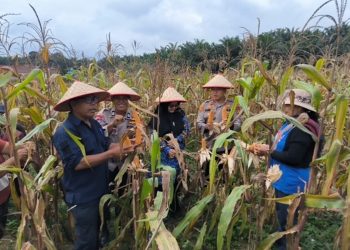 Polsek Kerinci Kanan Panen Raya Jagung Di Bukit Agung, Dukung Swasembada Pangan Nasional