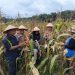 Polsek Kerinci Kanan Panen Raya Jagung Di Bukit Agung, Dukung Swasembada Pangan Nasional
