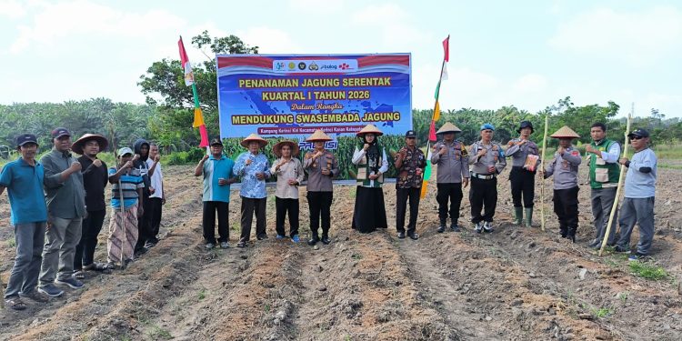 Polsek Kerinci Kanan Tanam Jagung 1 Hektare, Dukung Program Ketahanan Pangan Nasional
