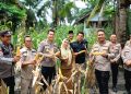 Dukung Ketahanan Pangan Wadir Binmas Polda Riau dan Kapolres Siak Ikut Panen Jagung di Empang Pandan