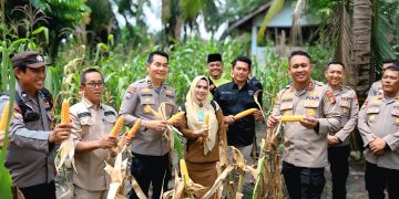 Dukung Ketahanan Pangan Wadir Binmas Polda Riau dan Kapolres Siak Ikut Panen Jagung di Empang Pandan