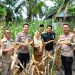 Dukung Ketahanan Pangan Wadir Binmas Polda Riau dan Kapolres Siak Ikut Panen Jagung di Empang Pandan