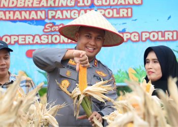 Perkuat Ketahanan Pangan Polres Siak Kelola 93,6 Hektar Lahan Jagung Dukung Swasembada Pangan Nasional