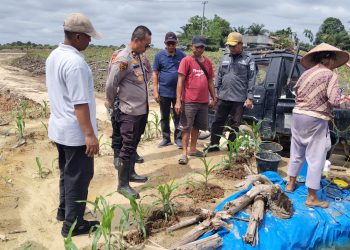Perkuat Ketahanan Pangan, Polres Siak,Pemkab dan PT RAPP Tinjau Lahan Jagung Tumpang Sari di Sungai Mandau