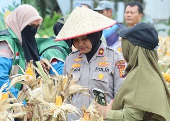 Wujud Polisi Cinta Petani Wakapolres Siak Kunjungi Kebun Jagung Binaan Polres Siak