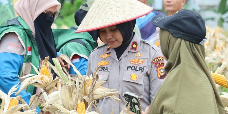 Wujud Polisi Cinta Petani Wakapolres Siak Kunjungi Kebun Jagung Binaan Polres Siak