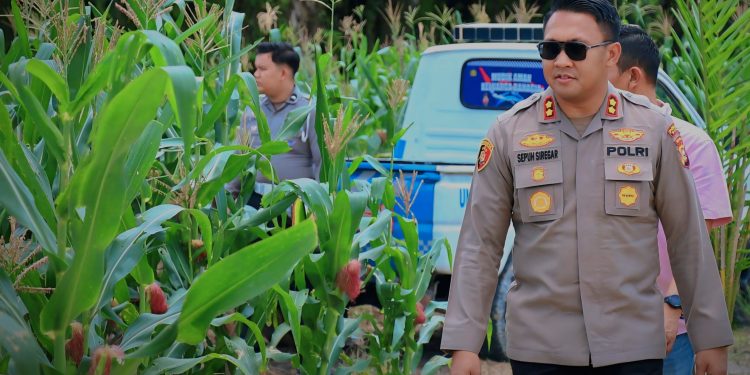 Ketahanan Pangan, Kapolres Siak AKBP Sepuh Ade Irsyam Siregar Instruksikan Polsek Jajaran Maksimalkan Pemanfaatan Lahan Kosong