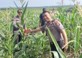 Upayakan Hasil Maksimal, Polres Siak Terus Pantau Perkembangan Lahan Jagung di Sei Mandau