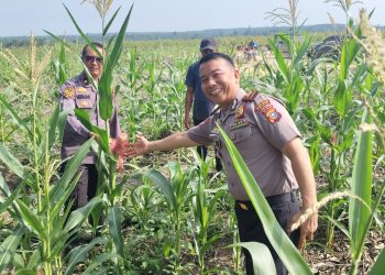 Upayakan Hasil Maksimal, Polres Siak Terus Pantau Perkembangan Lahan Jagung di Sei Mandau