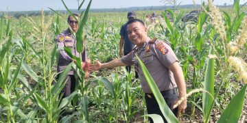 Upayakan Hasil Maksimal, Polres Siak Terus Pantau Perkembangan Lahan Jagung di Sei Mandau