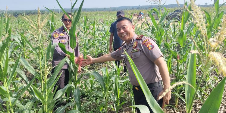 Upayakan Hasil Maksimal, Polres Siak Terus Pantau Perkembangan Lahan Jagung di Sei Mandau