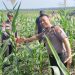 Upayakan Hasil Maksimal, Polres Siak Terus Pantau Perkembangan Lahan Jagung di Sei Mandau