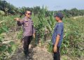 UPAYAKAN HASIL MAKSIMAL DUKUNG KETAHANAN PANGAN, PERSONIL POLRES SIAK SETIAP HARI TURUN KE LAHAN DORONG DAN BERI PENDAMPINGAN KEPADA PETANI JAGUNG PIPIL BINAAN POLRES SIAK