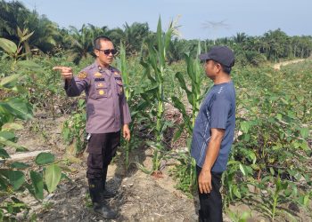 UPAYAKAN HASIL MAKSIMAL DUKUNG KETAHANAN PANGAN, PERSONIL POLRES SIAK SETIAP HARI TURUN KE LAHAN DORONG DAN BERI PENDAMPINGAN KEPADA PETANI JAGUNG PIPIL BINAAN POLRES SIAK