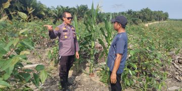 UPAYAKAN HASIL MAKSIMAL DUKUNG KETAHANAN PANGAN, PERSONIL POLRES SIAK SETIAP HARI TURUN KE LAHAN DORONG DAN BERI PENDAMPINGAN KEPADA PETANI JAGUNG PIPIL BINAAN POLRES SIAK