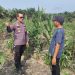UPAYAKAN HASIL MAKSIMAL DUKUNG KETAHANAN PANGAN, PERSONIL POLRES SIAK SETIAP HARI TURUN KE LAHAN DORONG DAN BERI PENDAMPINGAN KEPADA PETANI JAGUNG PIPIL BINAAN POLRES SIAK