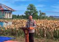 Sinergi Polres Siak Sukseskan Program Ketahanan Pangan : 28 Hektare Lahan Panen Raya, Puluhan Ton Jagung dihasilkan