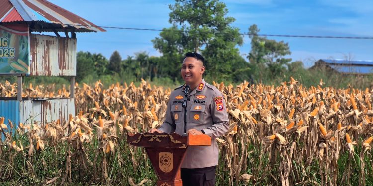 Sinergi Polres Siak Sukseskan Program Ketahanan Pangan : 28 Hektare Lahan Panen Raya, Puluhan Ton Jagung dihasilkan