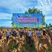 Dukung Asta Cita Menuju Swasembada Pangan,Polres Siak Kembali Menggelar Panen Raya Jagung Kwartal II Tahun 2026