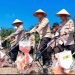 DUKUNG KETAHANAN PANGAN MENUJU SWASEMBADA JAGUNG, POLDA RIAU MELALUI POLRES SIAK DAN PEMKAB SIAK GELAR PENANAMAN 12 HEKTAR JAGUNG PIPIL